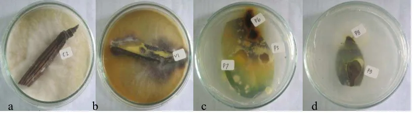 Gambar 2. Hasil isolasi fungi patogen pada tanaman anggrek yang terkena penyakit,                  masing-masing berasal dari (a)                  daun                                   daun                  batang Fusarium sp