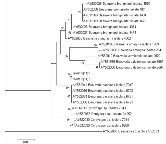 Figure 3.   Phylogenetic tree generated from ITS rDNA sequence showed that Stgd 5(14) 1  and Stgd  7(14) 2   sequences  belong  to  Beauveria  bassiana  with  a  strong  bootstrap  support