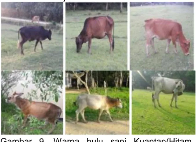 Gambar  9.  Warna  bulu  sapi  Kuantan(Hitam,  Kehitaman,  Cokelat  merah  bata,  Cokelat  keruh,  Putih dan kecokelatan Putih) 