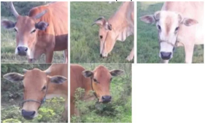 Gambar  11.  Bentuk  tanduk  sapi  Kuantan(Tanduk  pendek  kecil,  Tidak  bertanduk,  melengkung  kebawah, melengkung kedepan, dan melengkung  ke atas) 