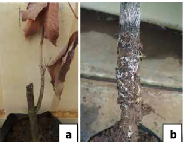 Gambar 1.  Gejala serangan JAP pada bibit  karet:  (a) daun kering dan rontok, batang mengering, dan (b) rhizomorf JAP pada  perakaran, akar membusuk, dan mudah patah 