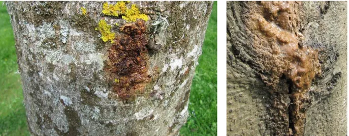 Figur 4. Träden på bilden är troligen smittade med kastanjeblödarsjuka. De har blödande såren på  stammarna