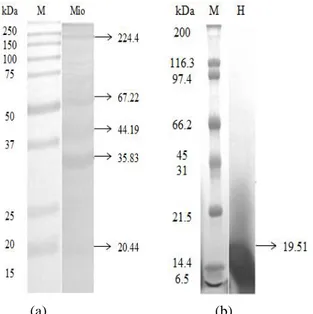 Gambar  5.    Profil  berat  molekul  miofibril  belut  (a)  dan  Hidrolisat  miofibril  belut  dengan  perlakuan  rasio  papain  0,20:100  dengan  lama  hidrolisis  2  jam  (b)