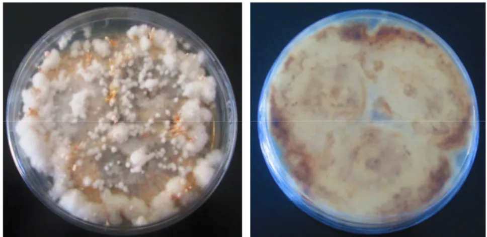 Gambar 2. Penampakan maroskopis muka koloni dan sebalik koloni isolat jamur endofit terpilih Xylaria sp