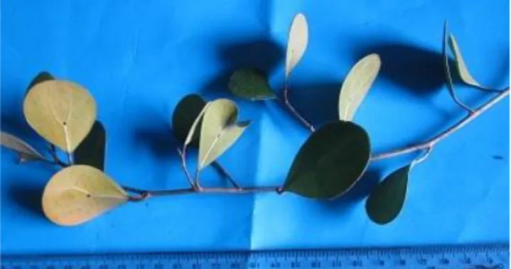 Gambar 1. Tabat barito (Ficus deltoidea) yang diperoleh dari hutan sekunder Sumatera Utara 