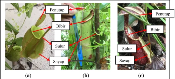 Gambar 2. Bentuk-bentuk kantong Nepenthes yang ditemukan di KHDTK UNTAN : a). Bentuk tempayan, b)