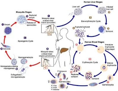 Gambar 4. Siklus hidup Plasmodium. (www.dpd.cdc.gov) 