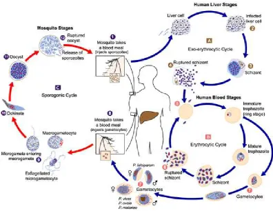 Gambar 4. Siklus hidup Plasmodium. (www.dpd.cdc.gov) 