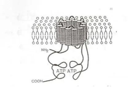 Gambar 7. Struktur molekul Pgh1 