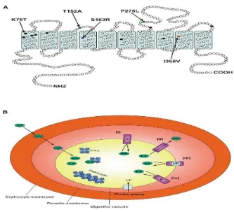 Gambar 10. (A) Struktur gen Pfcrt; (B) Peran gen Pfcrt terhadap resistensi klorokuin  