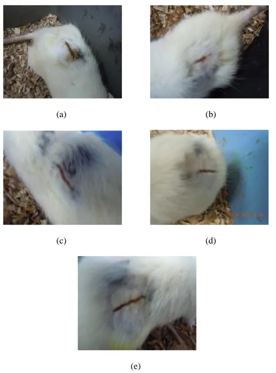 Gambar 7. Luka Sayat kelompok perlakuan (a) EDB 10%, (b) EDB 20%, (c)  EDB 30%, (d) Kontrol negatif (-) dan (e) Kontrol positif (+) pada hari kelima 