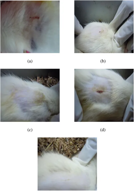 Gambar 9. Luka Sayat kelompok perlakuan (a) EDB 10%, (b) EDB 20%, (c)  EDB 30%, (d) Kontrol negatif (-) dan (e) Kontrol positif (+) pada hari ke- 12 