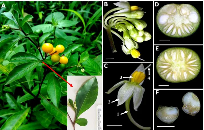 Gambar 1. Ciri morfologi Solanum diphyllum L. A. Perawakan dengan bagian sepasang daun yang  diperjelas;  B