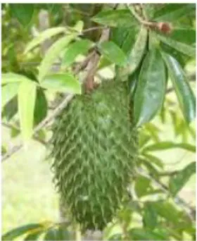 Gambar 2.12. Tanaman Sirsak