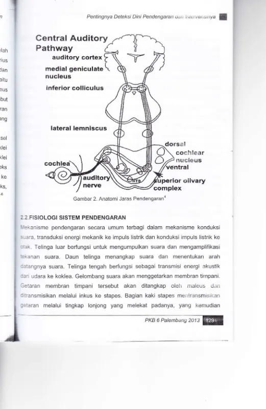Gambar 2. Anatomi Jaras Pendengaran'