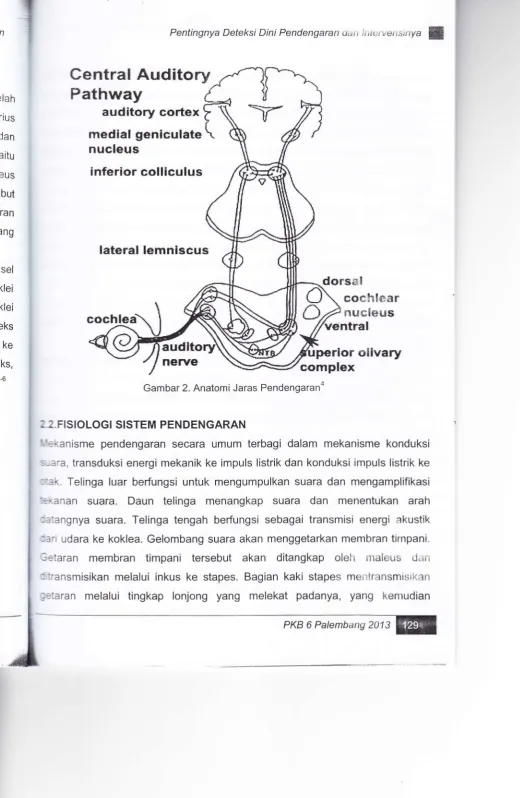 Gambar 2. Anatomi Jaras Pendengaran'