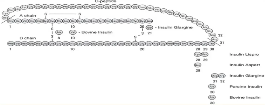 Gambar 2.1 Struktur Kimia Insulin