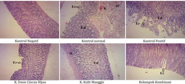 Gambar 3. Gambaran mikroskopis ekspresi protein COX-2 pada lambung tikus setelah diberi persan daun  cincau, manggis dan kombinasi dengan pengecatan Imunohistokimia , perbesaran 100x