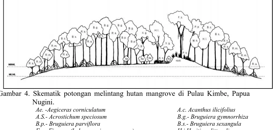 Gambar 3. Zonasi Mangrove di Cilacap, Jawa Tengah (Adaptasi White et al. 1989; Giessen, dkk