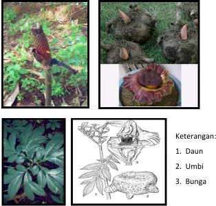 Gambar 3. Tanaman Iles-iles 
