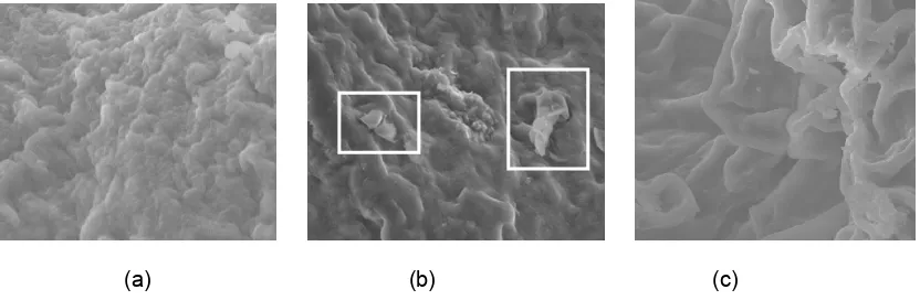 Figure 4  SEM images taken from ketoprofen microcapsule before dissolution (a), after acidic dissolution (b), and after basic dissolution (c) at 1000 times magnification (inset: crushed alginate layer fragments)