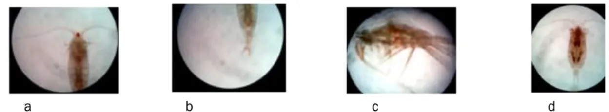 Gambar 1.   Morfologi Sampel Calanoida. A) Bagian Prosom Sampel 1, B) Bagian Prosom (Pd 2  – Pd 5) dan  Urosom Sampel 1, C) Sampel 2, D) Sampel 3