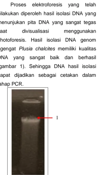 Gambar  1.  Hasil  Elektroforesis  DNA  Plusia 