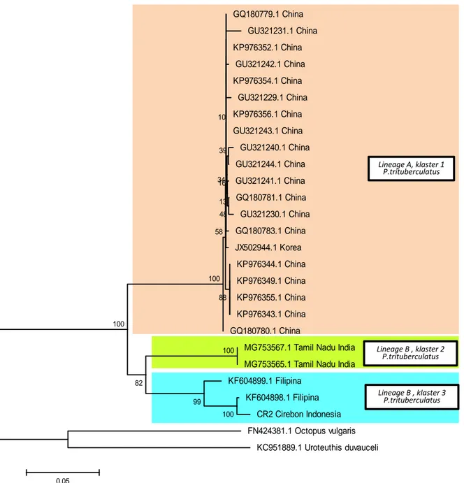 Gambar  2.    Analisis  hubungan  filogenetika  diantara  P.  trituberculatus  berdasarkan  gen  COI  sepanjang  602bp    dengan  metode  Neighbor-Joining  (model  Kimura-2  parameter)