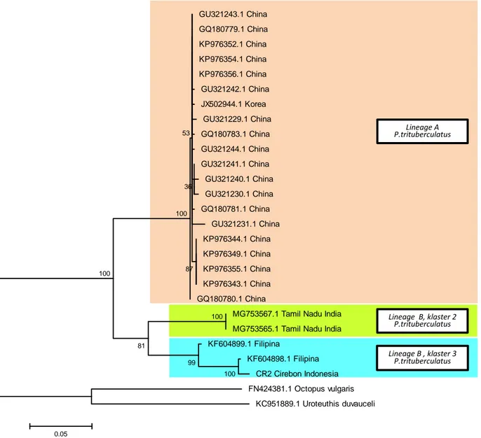 Gambar 3. Analisis hubungan filogenetika  berdasarlan gen COI pada 25 sekuens P. trituberculatus  dengan  metode  Maximum  Likelihood  dengan  model  Kimura  2-parameter