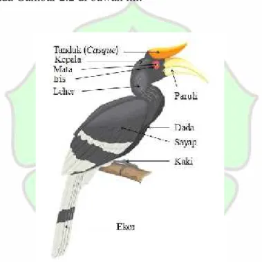 Gambar 2.2. Morfologi Burung Rangkong 19