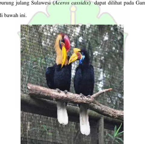 Gambar 2.7. Morfologi Burung Julang Sulawesi (Aceros cassidix) 33