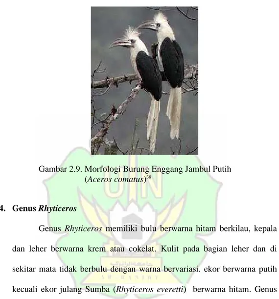 Gambar 2.9. Morfologi Burung Enggang Jambul Putih (Aceros comatus) 38