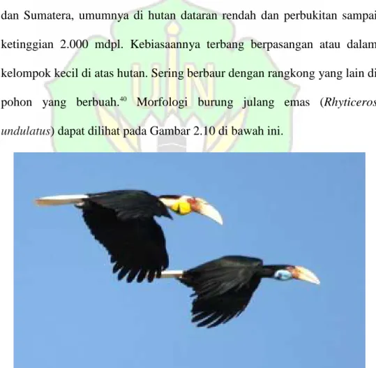 Gambar 2.10. Morfologi Burung Julang Emas (Rhyticeros undulatus) 41