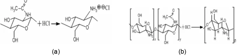 Gambar 3  Reaksi hidrolisis gugus asetamida (a) dan ikatan glikosida (b) 