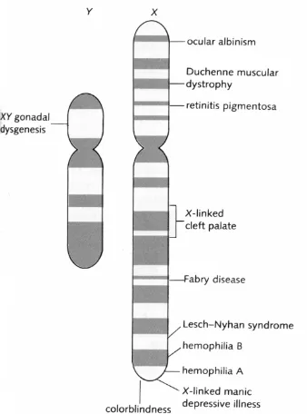 Gambar 1.8.22. Kromosom  Y dan X 