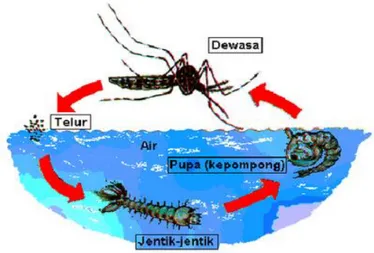 Gambar 1. Siklus Hidup Aedes sp.  Sumber : (Depkes RI 1995)  a.  Telur 