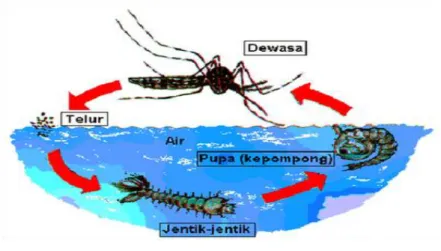 Gambar 1  Siklus Hidup Aedes Sp. 