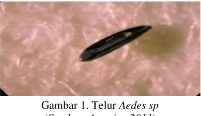 Gambar 1. Telur Aedes sp  (Sumber: Anonim, 2011)  2) Jentik (larva)  