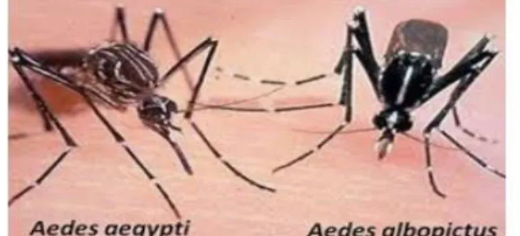 Gambar 5. Nyamuk Aedes aegypti dan Aedes albopictus 
