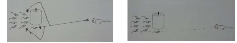 Figure �. Students� drawing of the vision lines of the cat 
