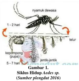 Gambar 1.  Siklus Hidup Aedes sp.  (Sumber plengdut 2016) 
