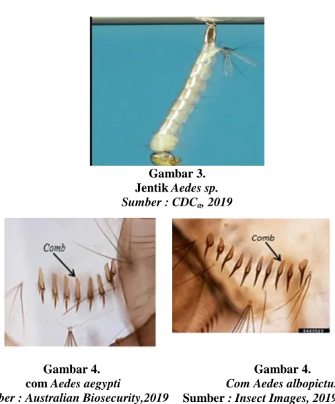 Gambar 3.   Jentik Aedes sp.  Sumber : CDC a , 2019 