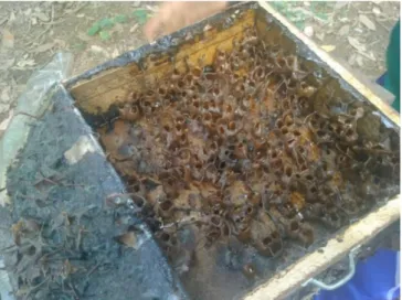 Gambar 4.1 Madu Lebah Kelulut Desa Jatuh  Sumber: Kelompok Tani Madu Lebah Kelulut (2020) 