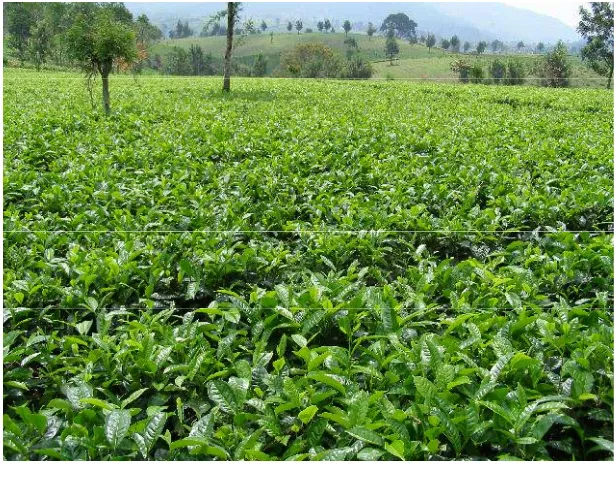 Gambar 1. Klon unggul teh GMB 7.Dalam rangka mendukung pengembangan teh hijau