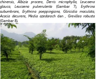 Gambar 7. Tanaman pelindung Leucaena pulverulenta