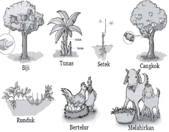 Gambar 8. Jenis-Jenis Reproduksi pada Makhluk Hidup Sumber: Tugino (2015: 4)  