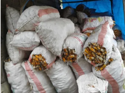 Gambar 5.7. Penyimpanan jagung tongkol (Kamis, 6 Oktober 2016)