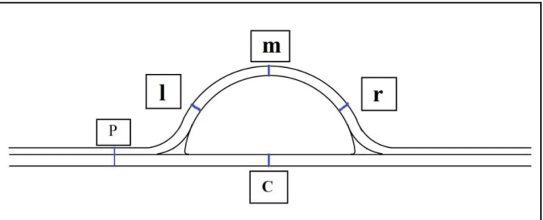 Gambar  3.    Pengukuran  lapisan  mutiara  dan  lapisan  kerang  :  kiri  (l),  tengah  (m),   kanan (r), ketebalan lapisan cangkang bagian tengah inti (C) dan ketebalan cangkang  sampai cangkang (P) 