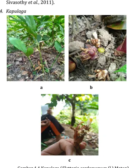 Gambar 4.4 Kapulaga (Elettaria cardamomum (l.) Maton),  a. Habitus: b. Buah: c. Bunga 
