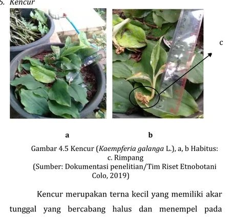 Gambar 4.5 Kencur (Kaempferia galanga L.), a, b Habitus:   c. Rimpang 